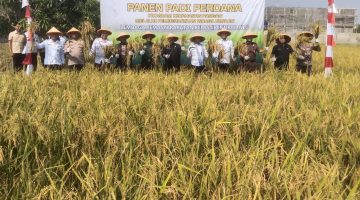 Dukung Program Ketahanan Pangan Nasional Lapas Indramayu Panen 3 Ton Gabah dan 1,7 Ton Lele