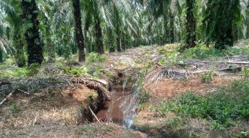 Ini Poin Tuntutan K.SPSI-F.SPPP Pada Camat dan Kapolsek Rambah Samo Setelah Meninjau Kondisi Land Aplikasi PT. KSM