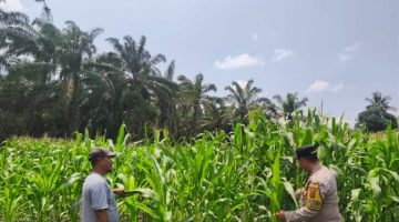 Dukung Swasembada Pangan, Polsek Tambusai Utara Lakukan Pengecekan Perkembangan Ketahanan Pangan Jagung Monokultur di Desa Bangun Jaya