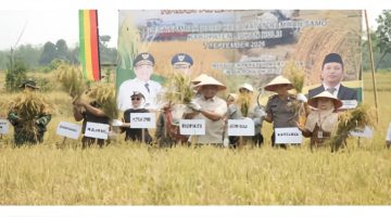 Bupati Anton Panen Padi di Rambah Baru, Produktivitas Tembus 8,9 Ton per Hektare